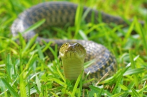 Checkered Keelback