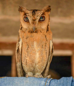 Indian Scops Owl