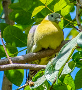 Yellow Footed Green Pigeon